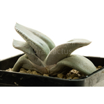 Gasteria_Isomatsu-1