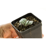 Gasteria_Isomatsu-4