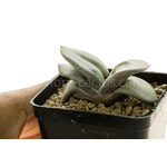 Gasteria_Isomatsu-2