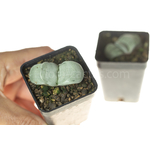 Gasteria_Isomatsu-6