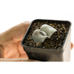 Gasteria_Isomatsu-3