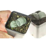Gasteria_Isomatsu-7