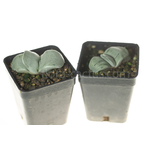 Gasteria_Isomatsu-5