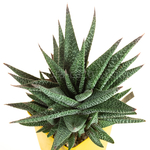 Gasteria_Okavango-3