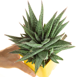 Gasteria_Okavango-4