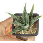 Gasteria_Okavango-1