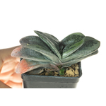Gasteria_Rumpelstiltskin-1