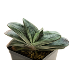 Gasteria_Rumpelstiltskin-2