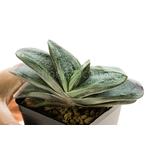 Gasteria_Rumpelstiltskin-3