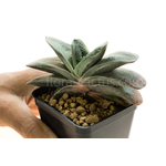 Gasteria_Rumpelstiltskin-4