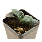 Gasteria_Rumpelstiltskin-6