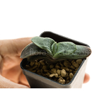 Gasteria_Rumpelstiltskin-5
