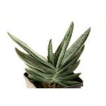 Gasteria_Silver_on_Green-1