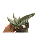 Gasteria_Silver_on_Green-5