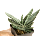Gasteria_Silver_on_Green-2