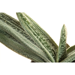Gasteria_Silver_on_Green-4