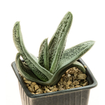 Gasteria_Silver_on_Green-6
