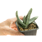 Gasteria_Silver_on_Green-7