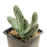 Gasteria_Silver_on_Green-8