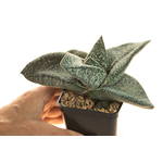 Gasteria_Amabala-3