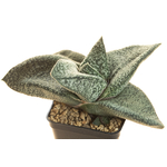 Gasteria_Amabala-2