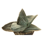 Gasteria_Amabala-1