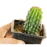 Trichocereus_Papagei_T123-1