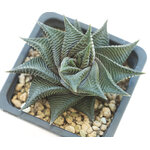 Haworthia_limifolia_spiralis-2