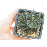 Haworthia_limifolia_spiralis-1