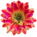AnnetteLiske-2