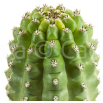 Theleflora-7
