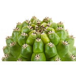 Theleflora-6