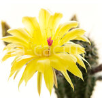 Echinopsis_37-2012-1