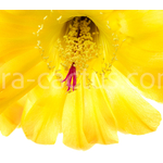 Echinopsis_37-2012-3