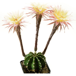 Echinopsis_Barbara_Ditch2