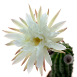 Trichocereus_Papagei-1