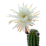 Trichocereus_Papagei-2