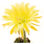 Echinopsis_Kazuko-1