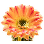 Trichocereus_Liskes_Feuerzauber2