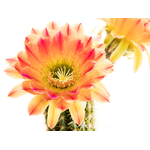 Trichocereus_Liskes_Feuerzauber1