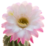 Trichocereus_109-1