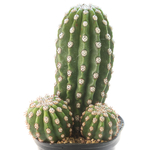 Trichocereus_purpureopilosusXthelegonus-1