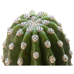 Trichocereus_purpureopilosusXthelegonus-2