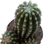 Trichocereus_purpureopilosusXthelegonus-4