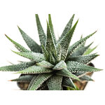 Haworthia_fasciata_Crazy_Glace-1