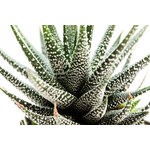 Haworthia_fasciata_Crazy_Glace-3