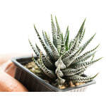 Haworthia_fasciata_Crazy_Glace-6