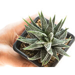Haworthia_fasciata_Crazy_Glace-5