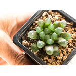 Haworthia_cooperi_truncata_KG386-70-1