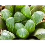 Haworthia_cooperi_truncata_KG386-70-3